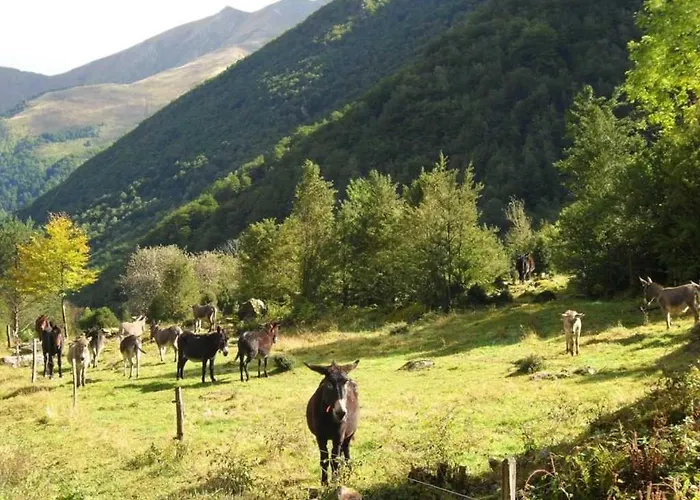 3 Etoiles - Piscine - Ccaihfi *